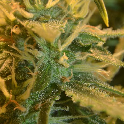 Super Skunk Auto growlog timeline photo