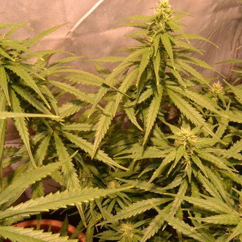 Super Skunk Auto growlog timeline photo