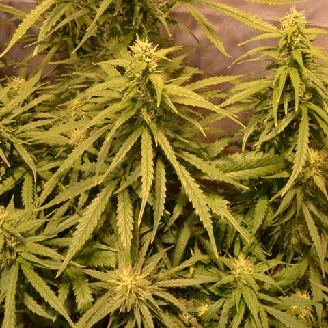 Super Skunk Auto growlog timeline photo