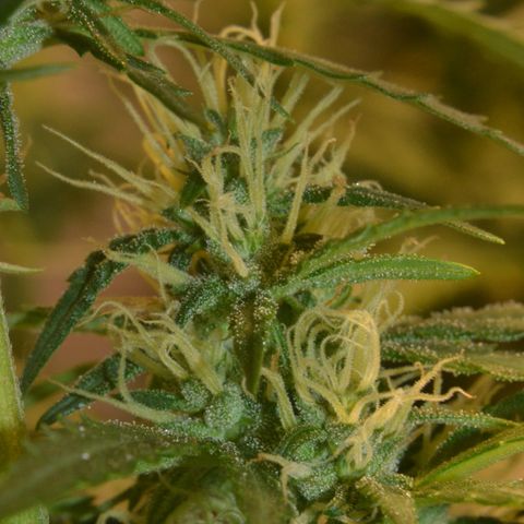 Super Skunk Auto growlog timeline photo