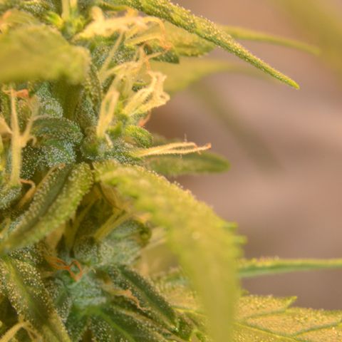 Super Skunk Auto growlog timeline photo