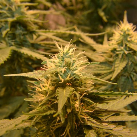 Think different growlog timeline photo