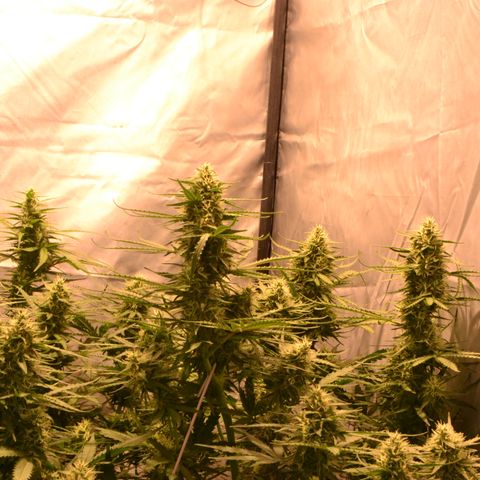 Think different growlog timeline photo