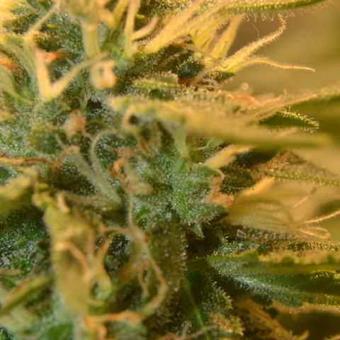 Think different growlog timeline photo
