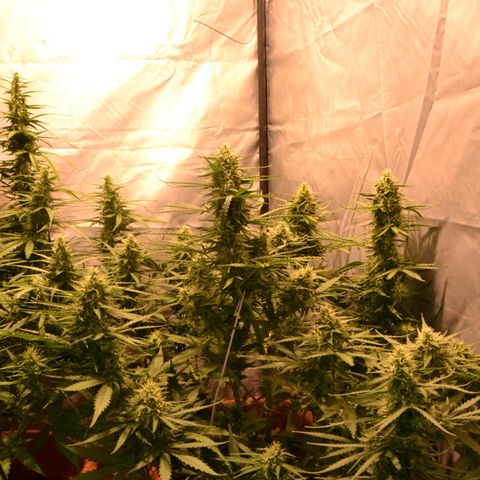 Think different growlog timeline photo