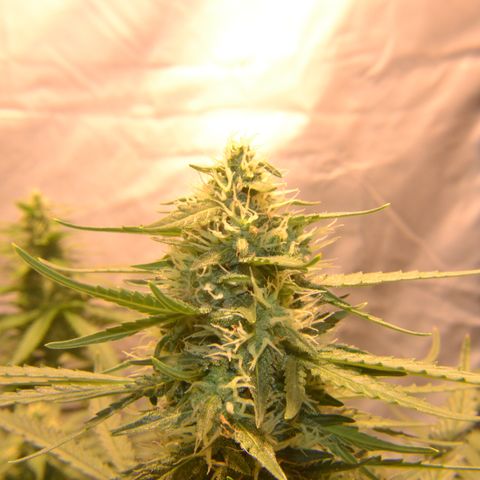 Think different growlog timeline photo