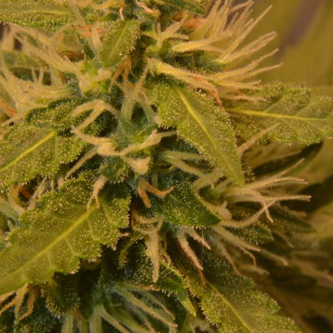 Super Skunk Auto growlog timeline photo