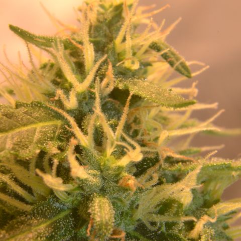 Super Skunk Auto growlog timeline photo