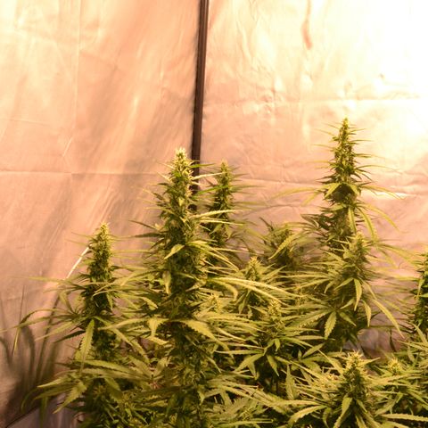 Super Skunk Auto growlog timeline photo