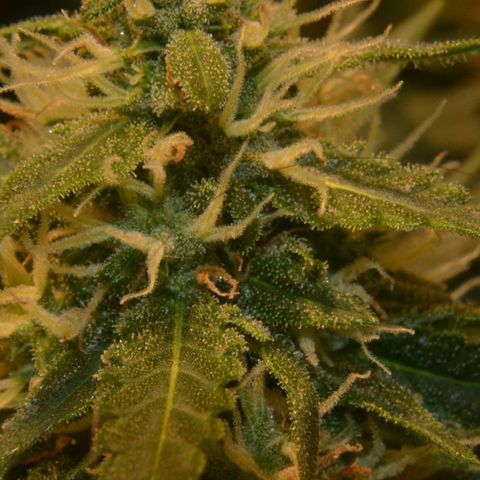 Super Skunk Auto growlog timeline photo