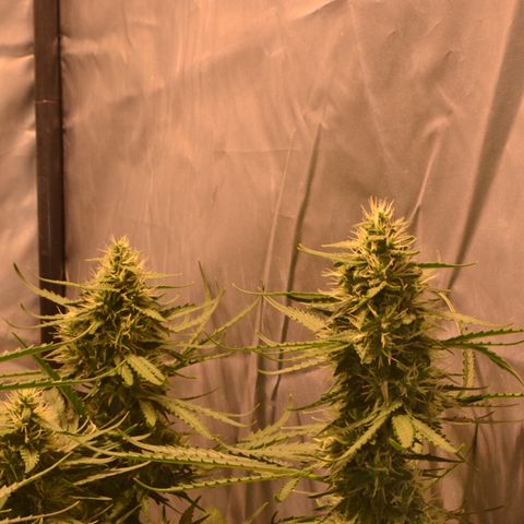 Think different growlog timeline photo