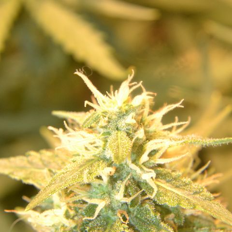 Think different growlog timeline photo