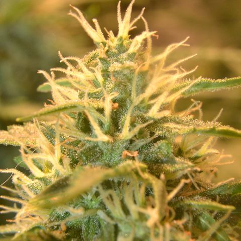 Think different growlog timeline photo