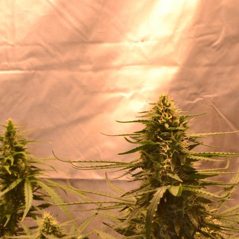 Think different growlog timeline photo