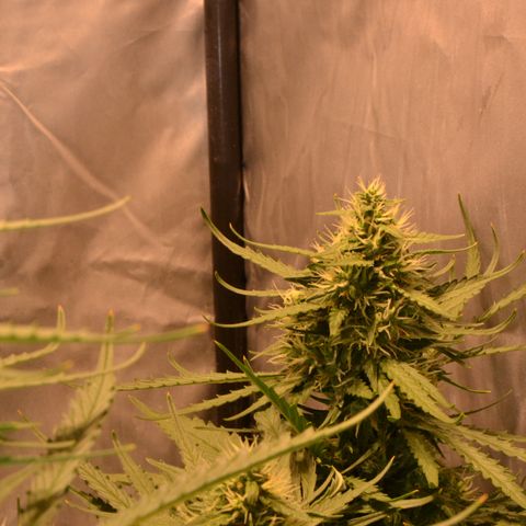 Think different growlog timeline photo