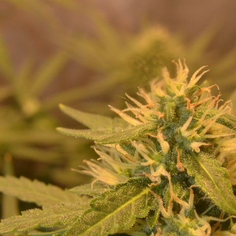Think different growlog timeline photo
