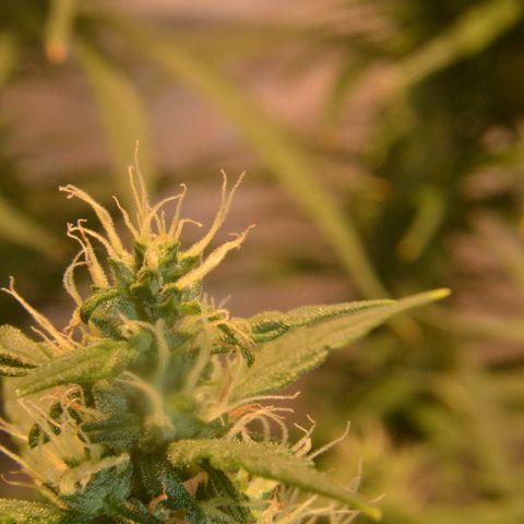 Super Skunk Auto growlog timeline photo