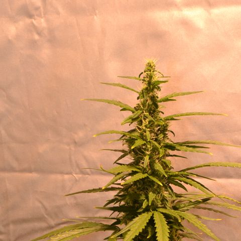 Super Skunk Auto growlog timeline photo