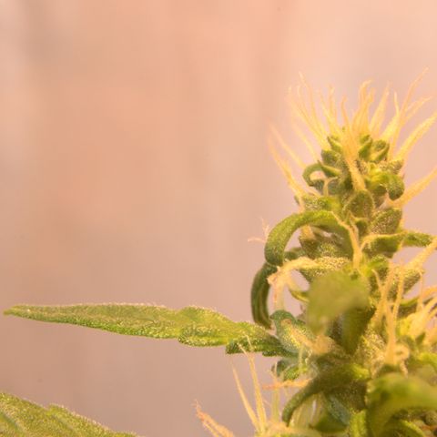 Super Skunk Auto growlog timeline photo