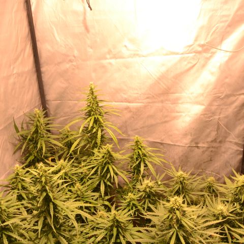 Super Skunk Auto growlog timeline photo
