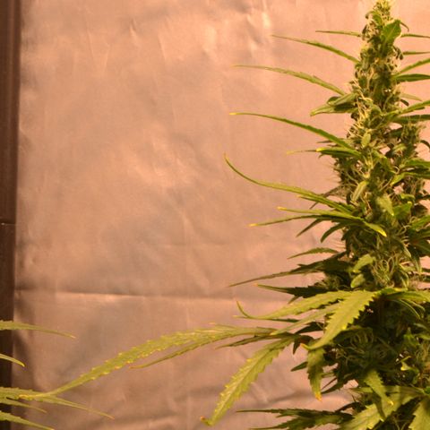 Super Skunk Auto growlog timeline photo
