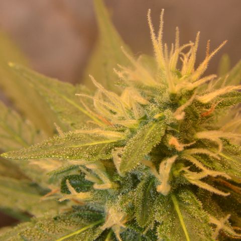 Super Skunk Auto growlog timeline photo