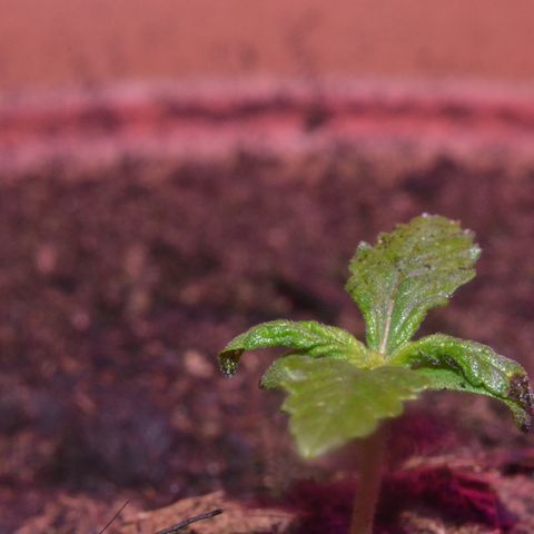 Auto Critical Orange Punch growlog timeline photo