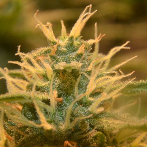 Think different growlog timeline photo