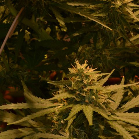 Think different growlog timeline photo