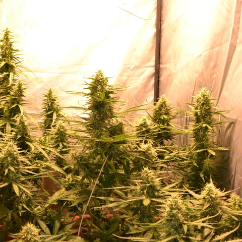 Think different growlog timeline photo