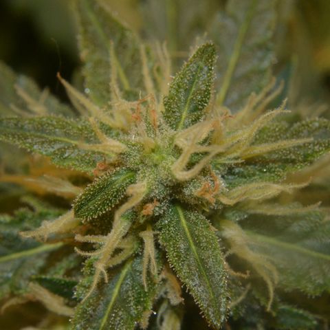 Think different growlog timeline photo