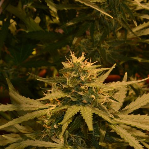 Think different growlog timeline photo