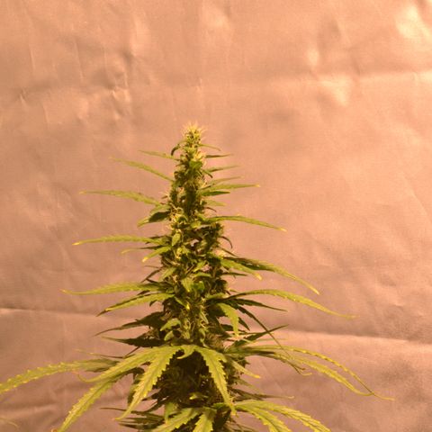 Super Skunk Auto growlog timeline photo