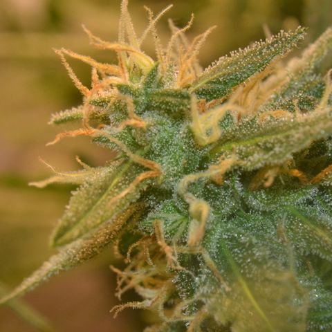 Super Skunk Auto growlog timeline photo