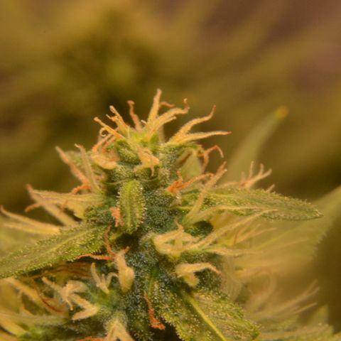 Super Skunk Auto growlog timeline photo