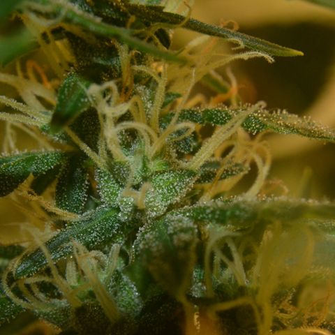 Super Skunk Auto growlog timeline photo