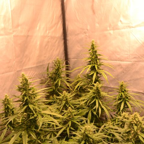 Super Skunk Auto growlog timeline photo