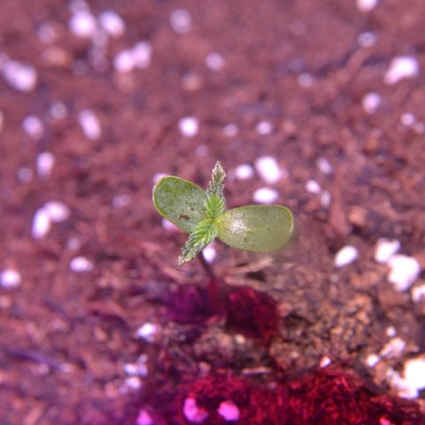 Bubba Kush Autoflowering growlog timeline photo