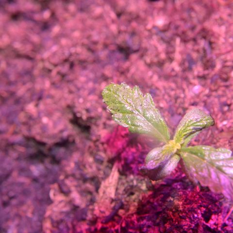 Auto Critical Orange Punch growlog timeline photo