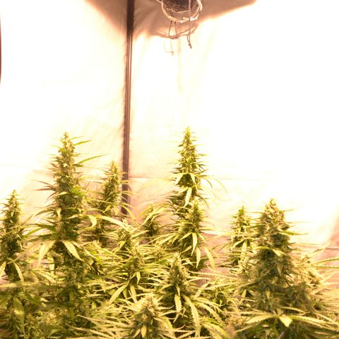 Super Skunk Auto growlog timeline photo