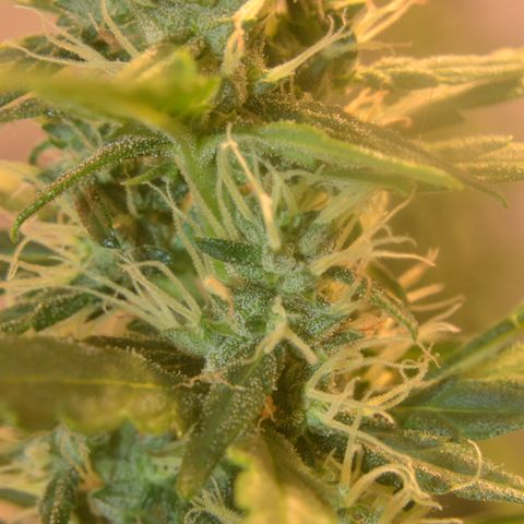 Super Skunk Auto growlog timeline photo