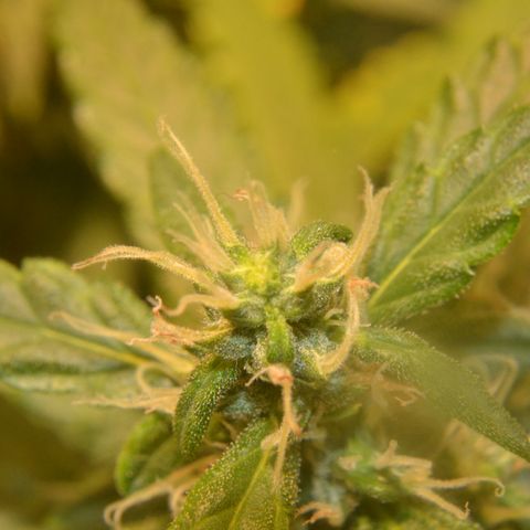 Super Skunk Auto growlog timeline photo