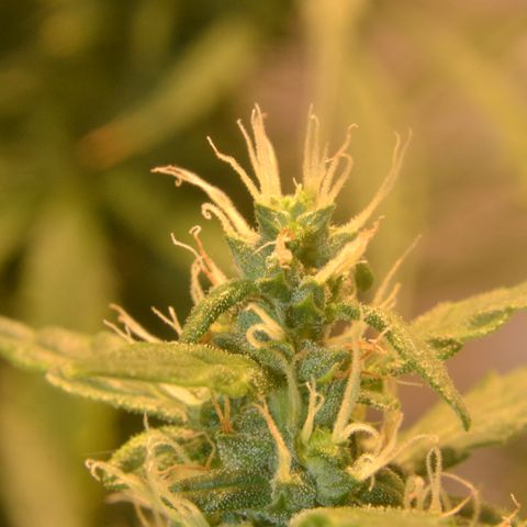 Super Skunk Auto growlog timeline photo