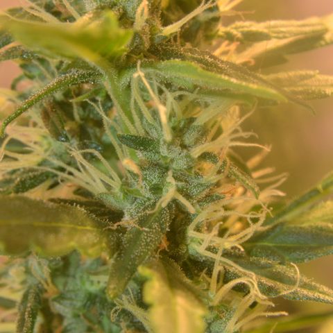 Super Skunk Auto growlog timeline photo