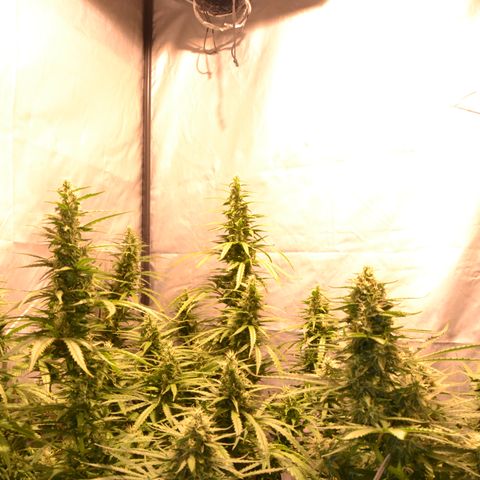 Super Skunk Auto growlog timeline photo