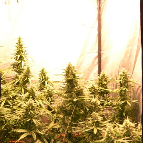 Think different growlog timeline photo