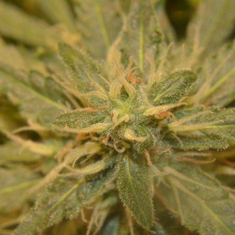 Think different growlog timeline photo