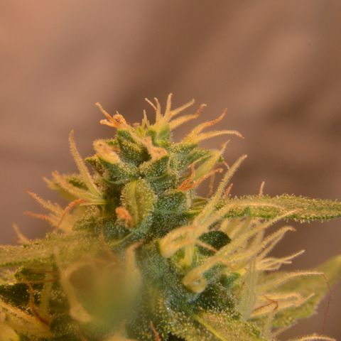 Think different growlog timeline photo