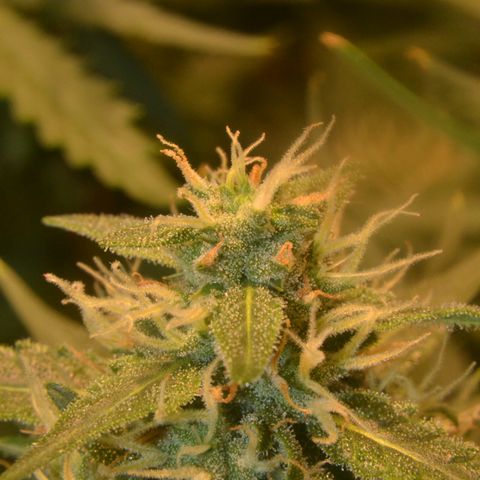 Think different growlog timeline photo