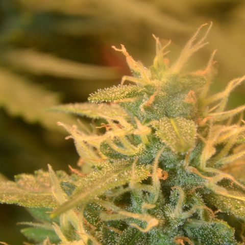 Think different growlog timeline photo